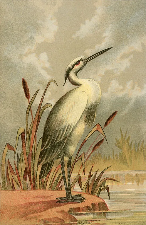 BD-166 Heron with Cattails - Vintage Image