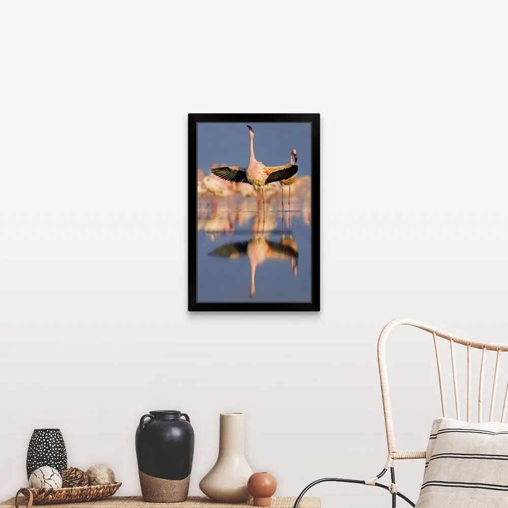 "Lesser flamingo wading in water, Lake Nakuru, Kenya (Phoenicopterus minor)" Black Framed Print