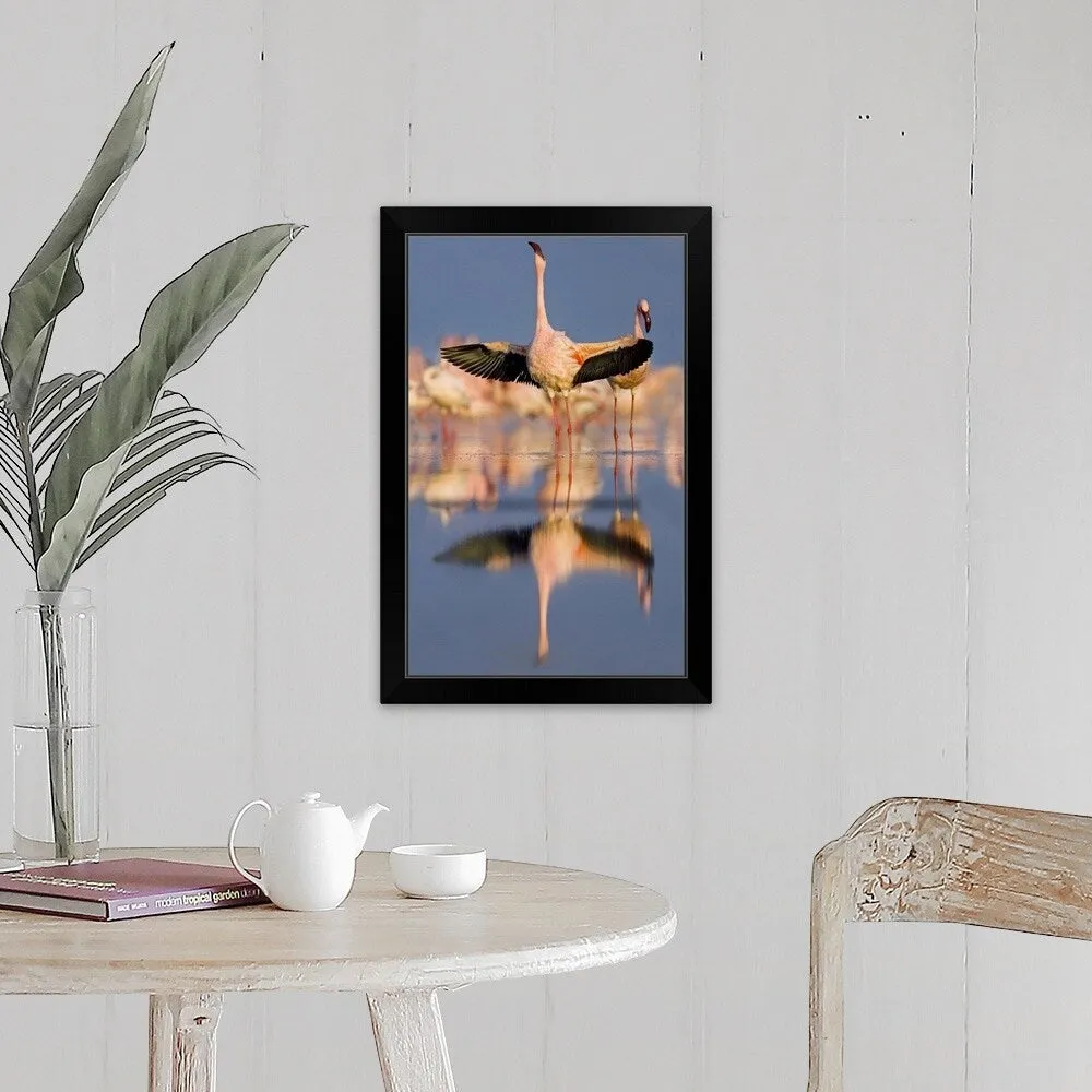 "Lesser flamingo wading in water, Lake Nakuru, Kenya (Phoenicopterus minor)" Black Framed Print