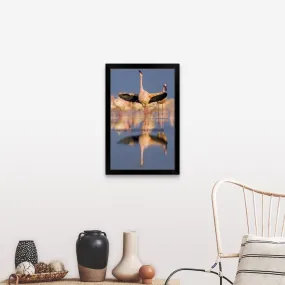 "Lesser flamingo wading in water, Lake Nakuru, Kenya (Phoenicopterus minor)" Black Framed Print